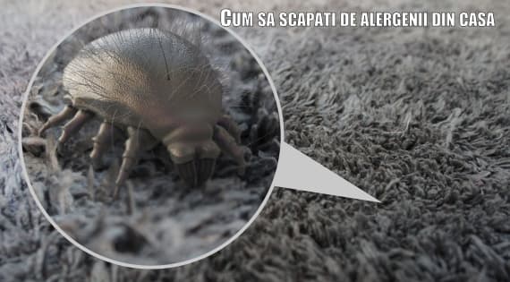 cum sa scapati de alergenii din casa